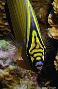 Chaetodon austriacus poisson papillon cotele-Safaga Tobia kebir-6m-20171120-Denis-ADER-DSC_3210_tn